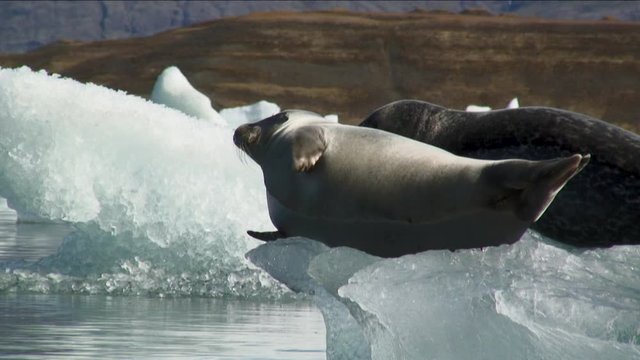 Icelandic seals on glacial ice, close up