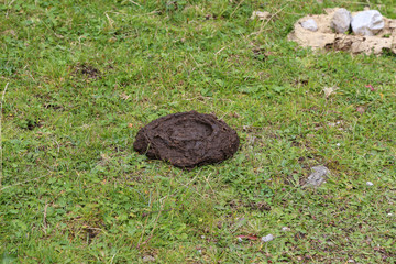 Fototapeta premium A cow cake in the grass. Manure of cattle