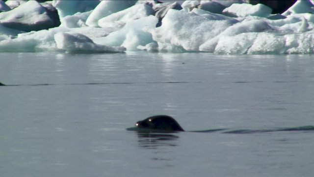 Seal swims past sea ice in Iceland, close up