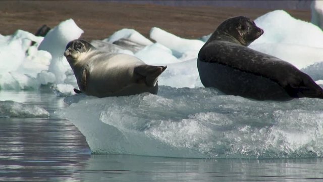 Close up, resting seals on glacial ice in Iceland