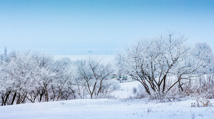 Fototapeta na wymiar Winter landscape with snowy trees on blue sky background_