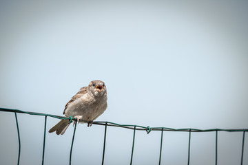 The bird