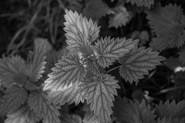 Black and white image of a variegated nettle plant