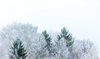 Frost covered trees on a white background_
