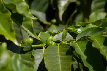 green coffea arabica fruits on shrub, big coffee plant coffea arabica growing in botanical garden