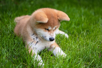 Young akita puppy in the garden
