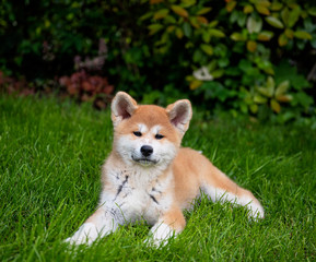 Young akita puppy in the garden