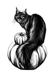  Cat. Wall sticker. Sketch hand drawn black cat sitting on a pumpkin.