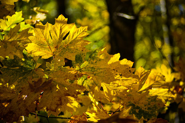 Fototapeta na wymiar The Big Leaf Maple Showing Off It's Awesome Orange and Yellow Fall Color On The Canopy Of The Pacific Northwest Forest, Washington, United States