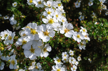 White flowers potentilla fruticosa manchu in the garden. - obrazy, fototapety, plakaty