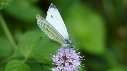 White butterfly on a plant with white flowers