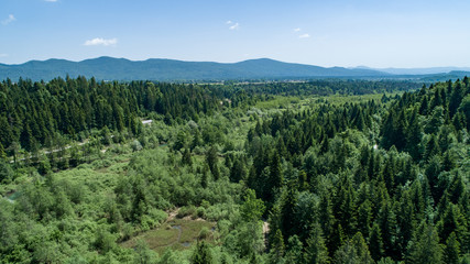 Fototapeta na wymiar Vertical aerial view of spruce and fir forest (trees) and meadow, Slovenia.