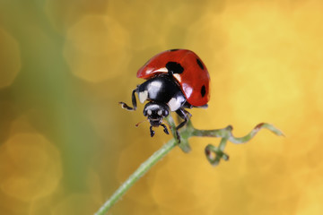Ladybug sits on the edge of the stem of the plant. 