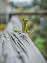 mantis