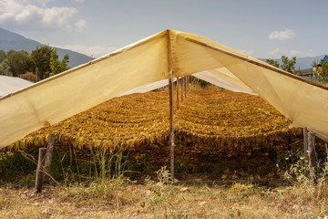 Awnings for drying tobacco (Nicotiana tabacum) in the foothills