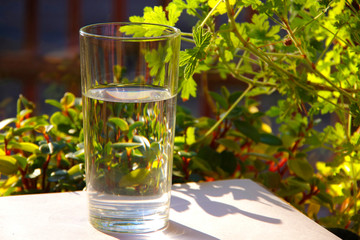 Water from a clear glass on a background of green plants.