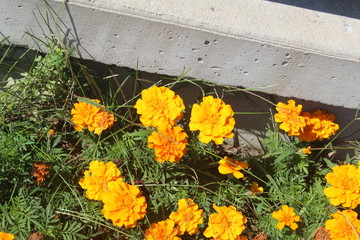 Fototapeta na wymiar yellow flowers in garden