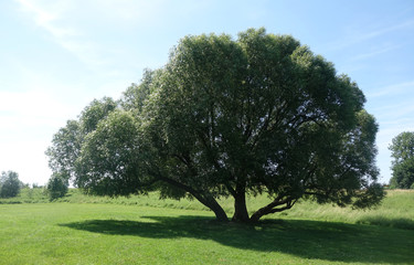 Weide auf einer Wiese