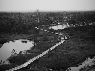 Obraz premium Swamp trail. Summer sunny Day. Kemeri National Park Nature Trail.
