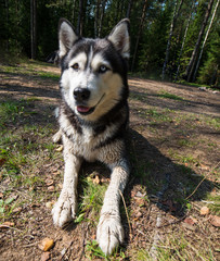 Close up face of funny Husky dog sitting In green grass
