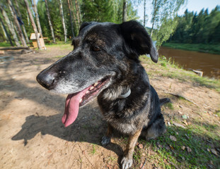 Close up face of funny black dog sitting In green grass