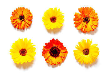 Organic yellow calendula flowers flat lay on the bright sunny background. Top view. 