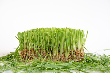 Fototapeta premium Plant wheat with roots on white background