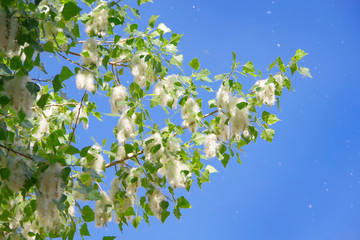 Poplar down on poplar during flowering in spring. - obrazy, fototapety, plakaty