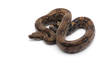 Red Tail Boa isolated on white background