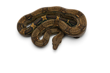 Red Tail Boa isolated on white background