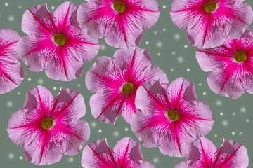 Petunias. Seamless floral pattern on a gray background.