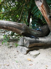 trunk of a tree in the outdoor