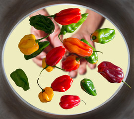 Colorful peppers are thrown by two hands from above. The shot presents them falling into the pot. This species that is sweet in taste, very common in South America.