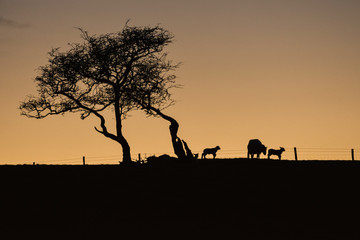 Fototapeta na wymiar Yorkshire lamb twilight [4]