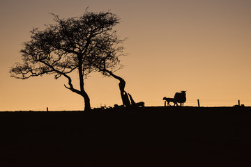 Fototapeta na wymiar Yorkshire lamb twilight [5]