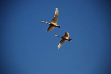 There are two beautiful white swans flying high over head together in great blue sky