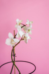 White Phalaenopsis orchid on pink background.