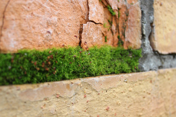 Old brick wall. Moss on the seams of the brickwork. Close-up photo with selective focus.