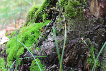 Moss on a stump in the forest. Old wood covered with moss. Close-up photo with selective focus.