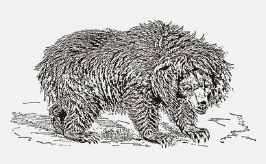 Fototapeta na wymiar Shaggy sloth bear melursus ursinus in side view. Illustration after an engraving from the 19th century