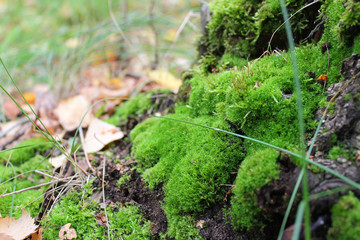 Moss on a stump in the forest. Old wood covered with moss. Close-up photo with selective focus.