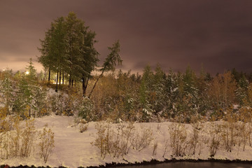 Trees under the first snow, Norilsk