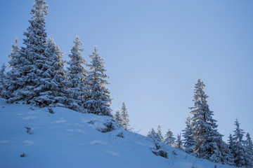 Obraz premium Frozen forest in the morning