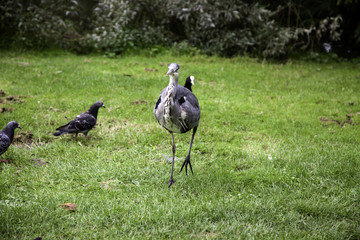Heron in park