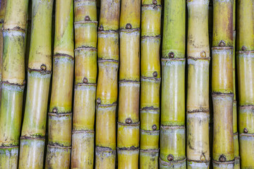 Pattern of background of sugar cane varieties