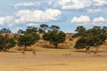 Giraffe in the landscape  with clouds of the Kgalagadi Transfrontier Park in South Africa