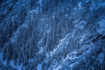 Closeup of winter forest from peak