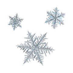 Three snowflakes isolated on white background. Macro photo of real snow crystals: elegant stellar dendrites with complex structure, hexagonal symmetry, thin, fragile arms and glossy surface.