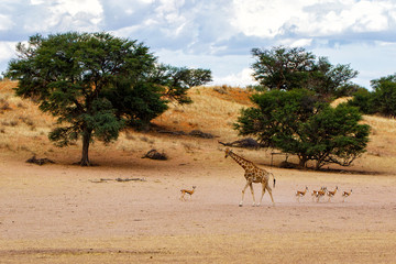 Giraffe in the landscape  with clouds of the Kgalagadi Transfrontier Park in South Africa