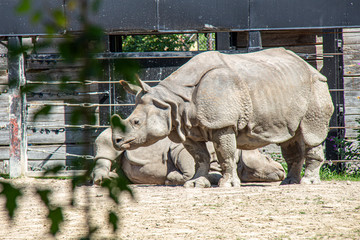 Naklejka premium rhinoceros in zoo